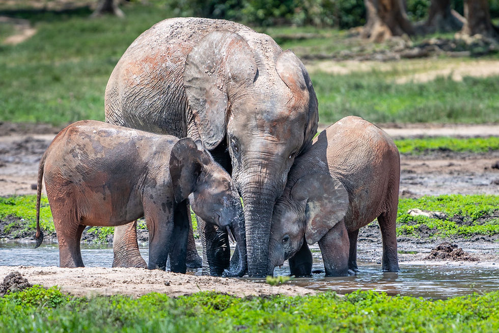 Forest Elephants, Dzanga Bai