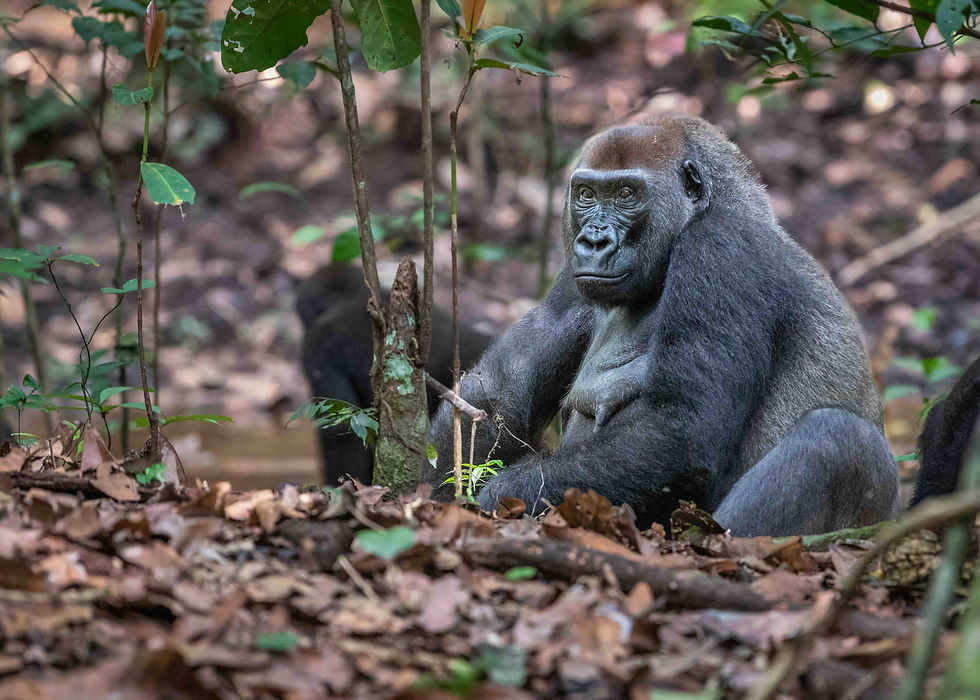 Western Lowland Gorilla