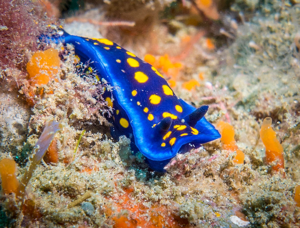 nudibranch
