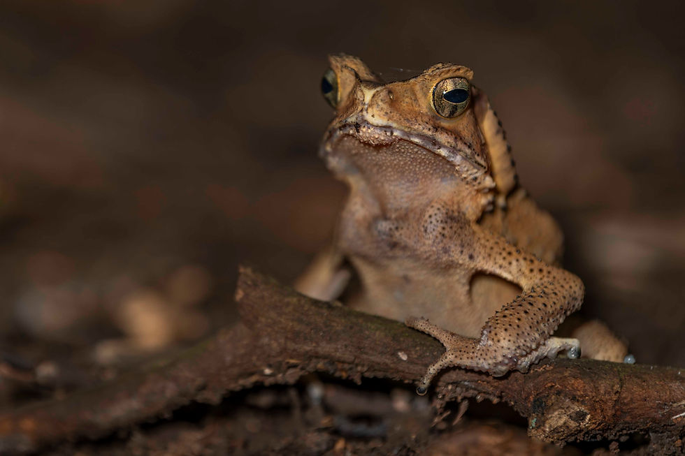 Frog