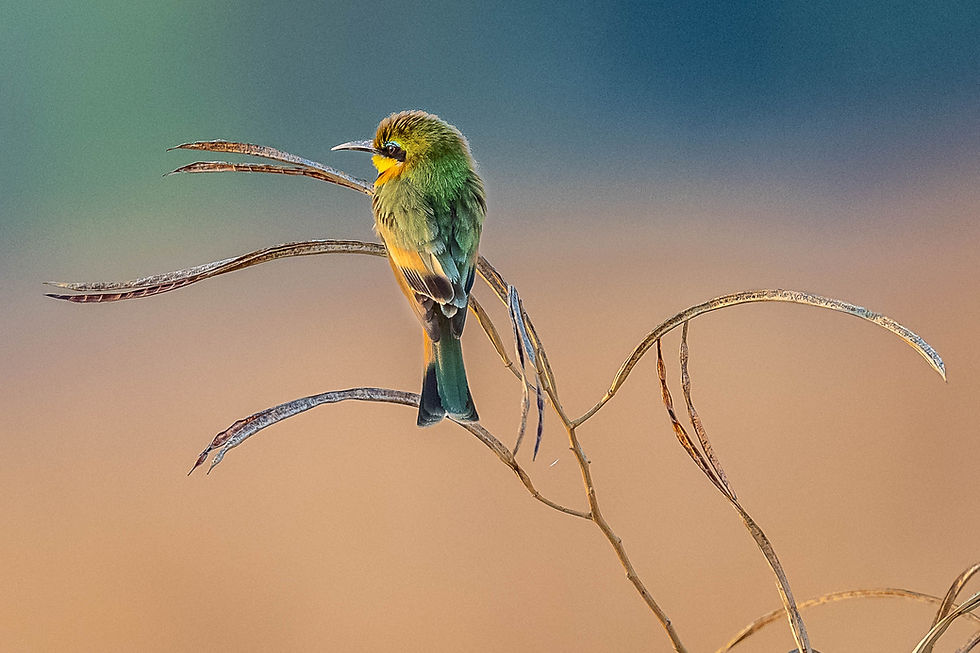 Bee Eater