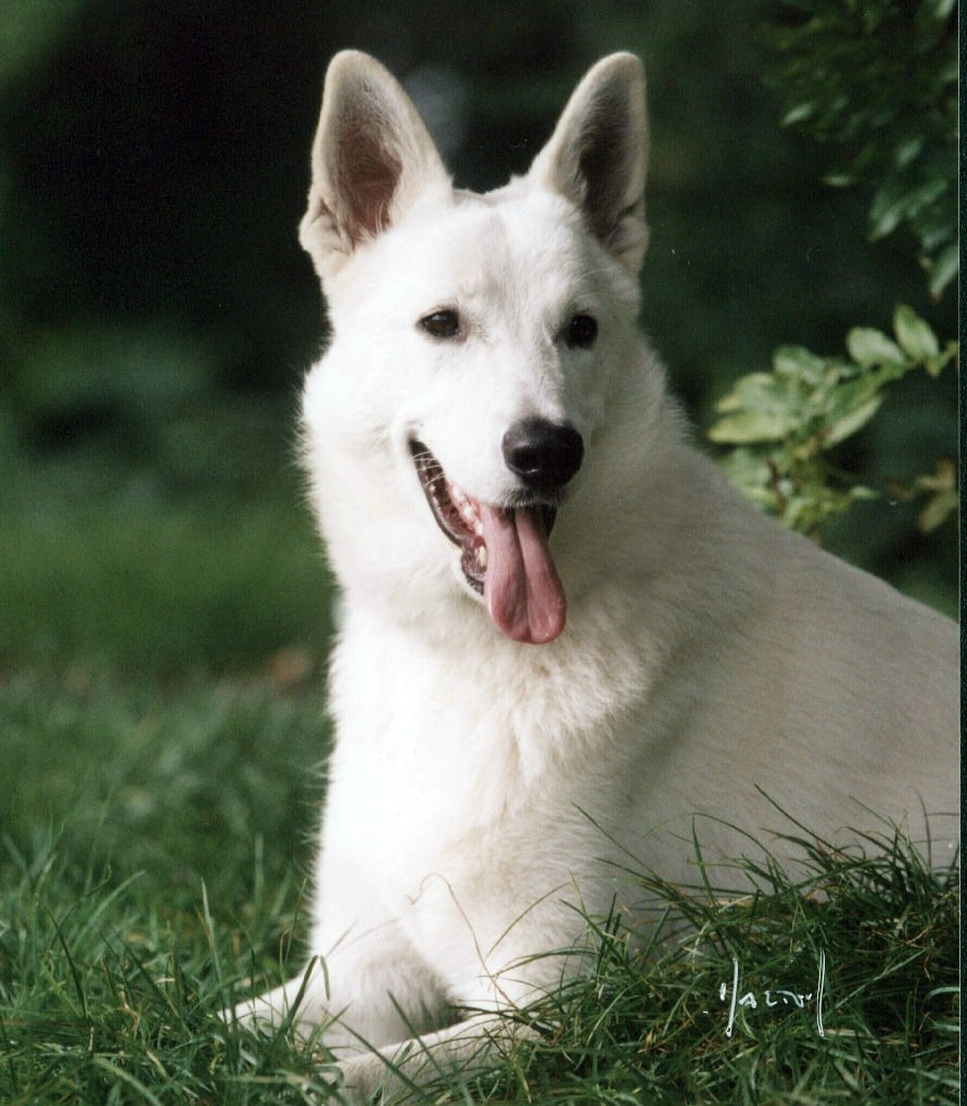 witte herder