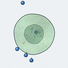 Drawing of a stem cell with nutrient molecules at its surface