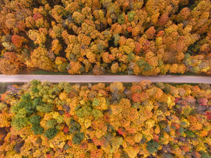 Otoño en Equilibrio. Tips Ayurvédicos para el Cambio de Temporada