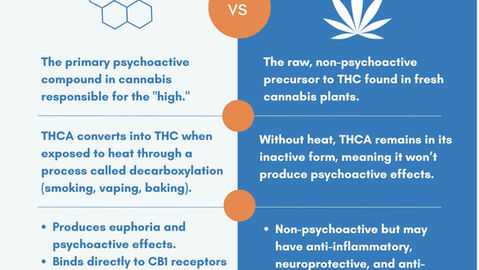 The Hemp Argument: THC vs. THCA: Understanding the Key Differences Between These Cannabis Compounds