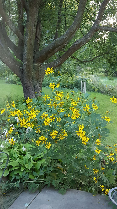 20180905_191547.jpg