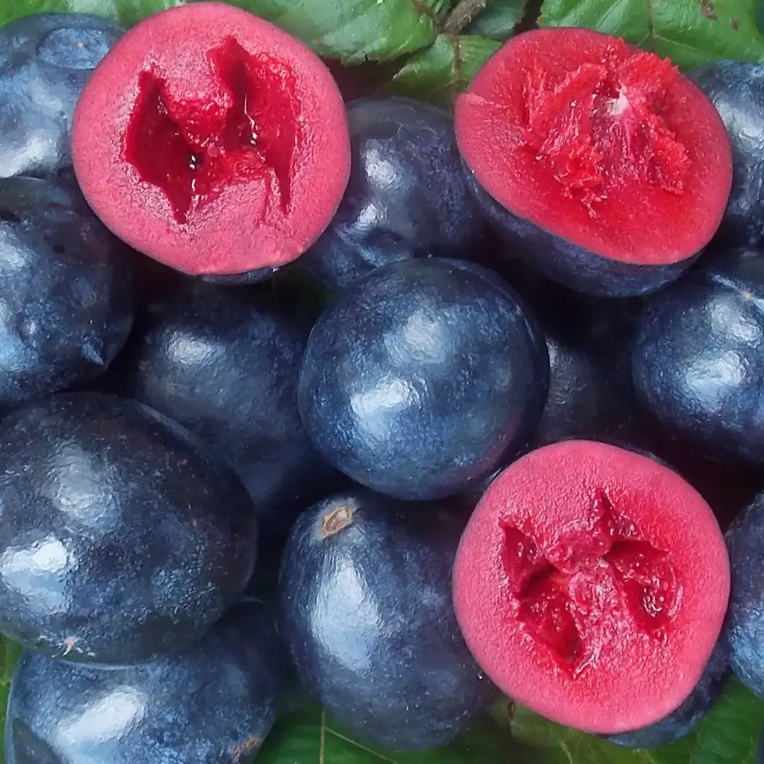 South Australian Davidson Plum Halves