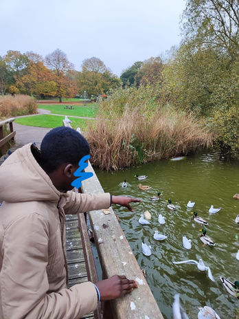 adult watching the ducks swimming in the stream
