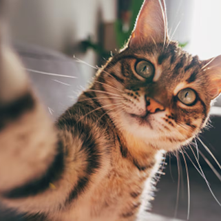 Mujer canceló matrimonio porque su novio hizo desaparecer a su gato
