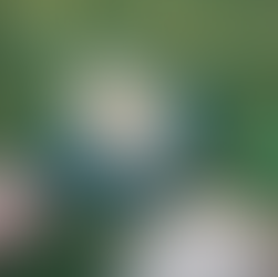 Pokémon Sleep, el nuevo juego que te premiará por dormir