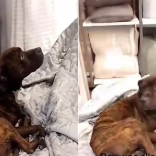 Perrito callejero conmovió a los internautas tras “tomar prestada” una cama