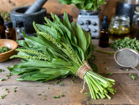 Bundled plant and herbs on a work surface