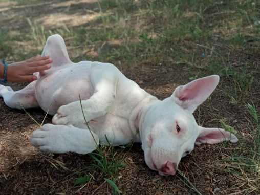 Neal el cachorro, ya ha encontrado familia