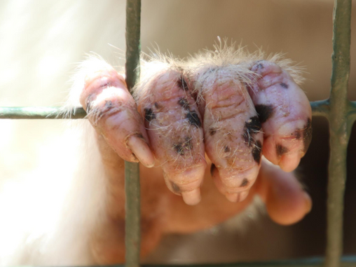 Cómo denunciar maltrato animal