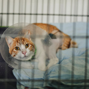 La importància de la protecció animal i el seu impacte en la societat