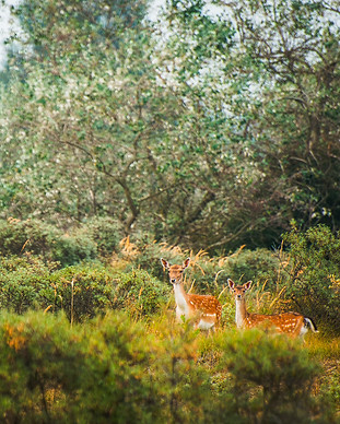 181-Natuur-2009.jpg