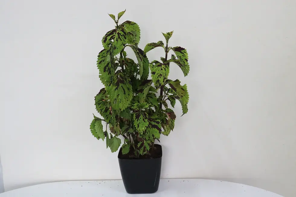 Coleus online plant store in hosur