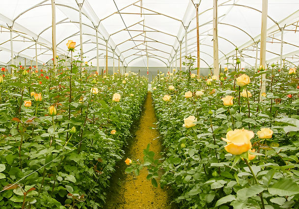 centre of excellence for cutflowers in cutflower production