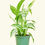 Thumbnail: Dieffenbachia online plant store in hosur