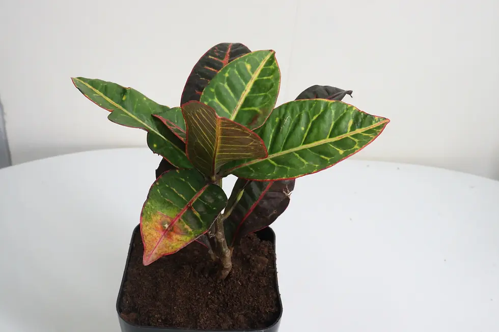 Thumbnail: Crotons online plant store in hosur