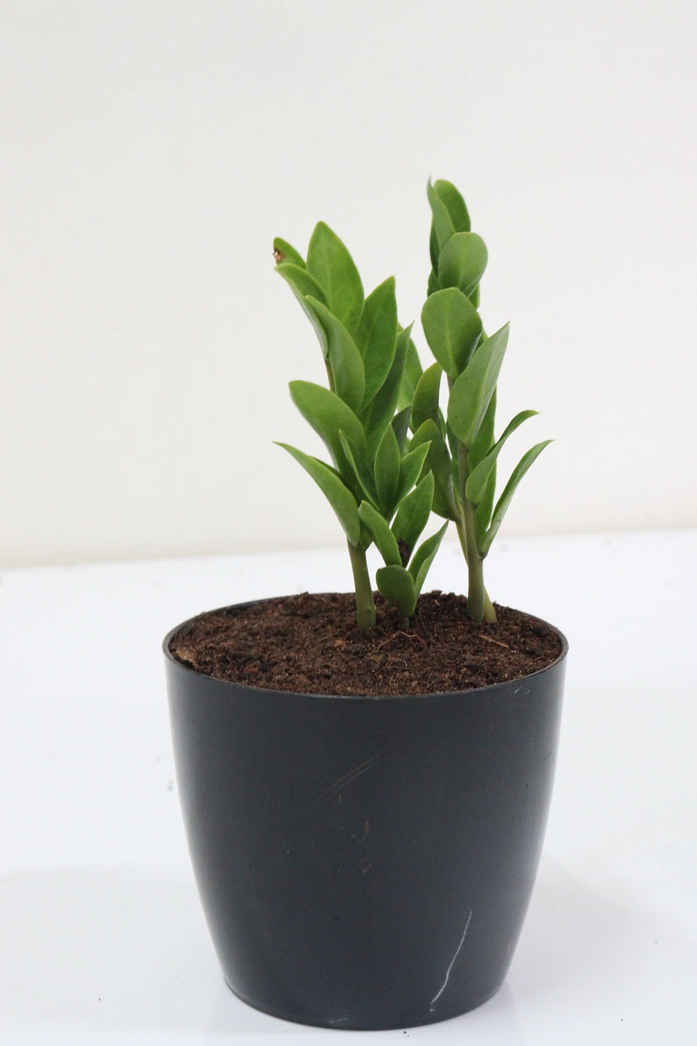 Thumbnail:  Zamia online plant store in hosur