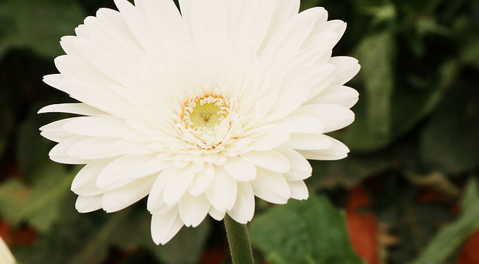 Gerbera
