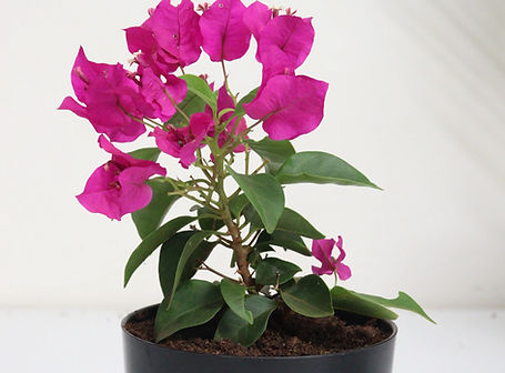 Bougainvillea centre of excellence for cutflowers