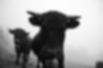 BULL