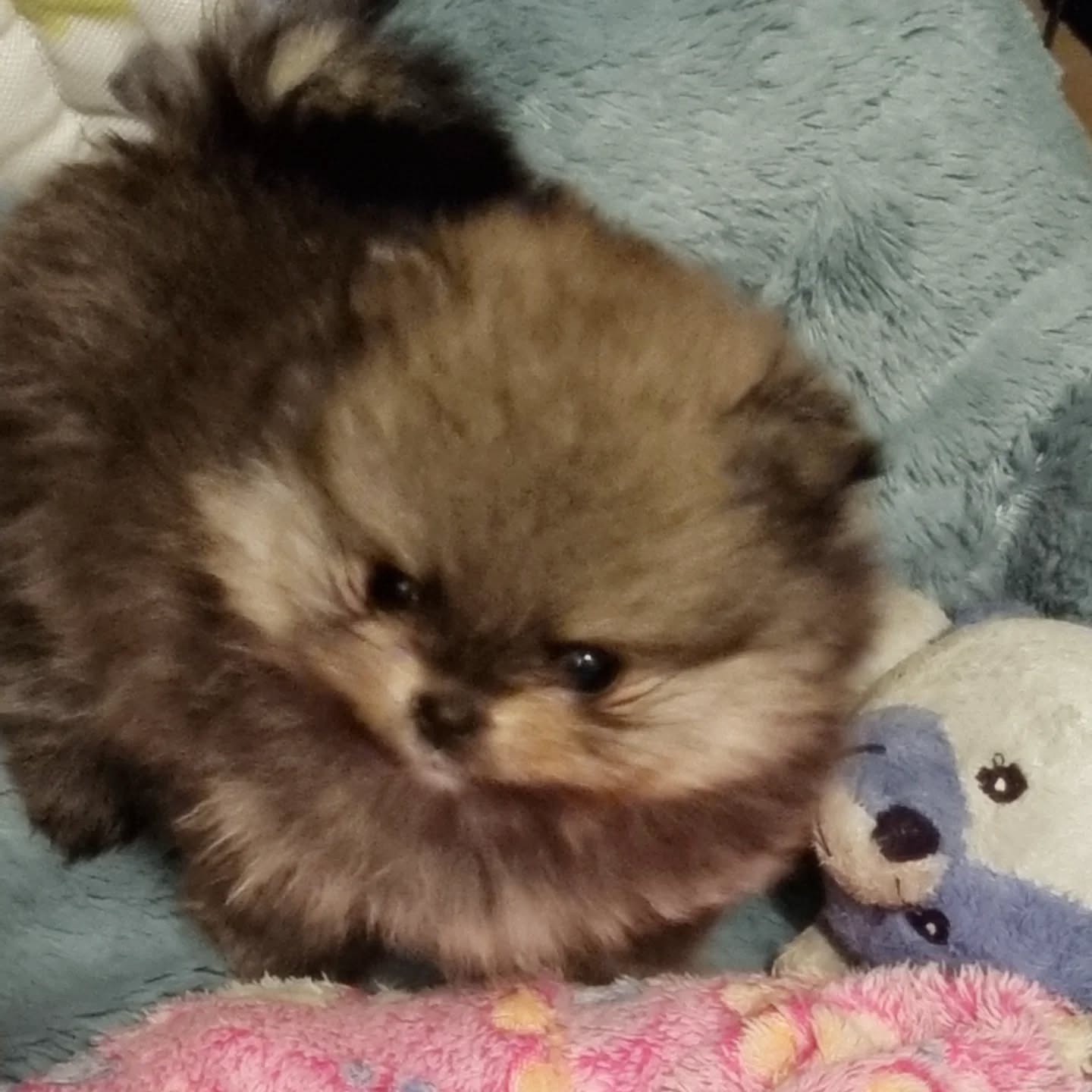 Chiot disponible à la réservation, MALE, né le 9/11/2024, couleur sable charbonné, taille naine, très petit gabarit, type POMERANIAN. 