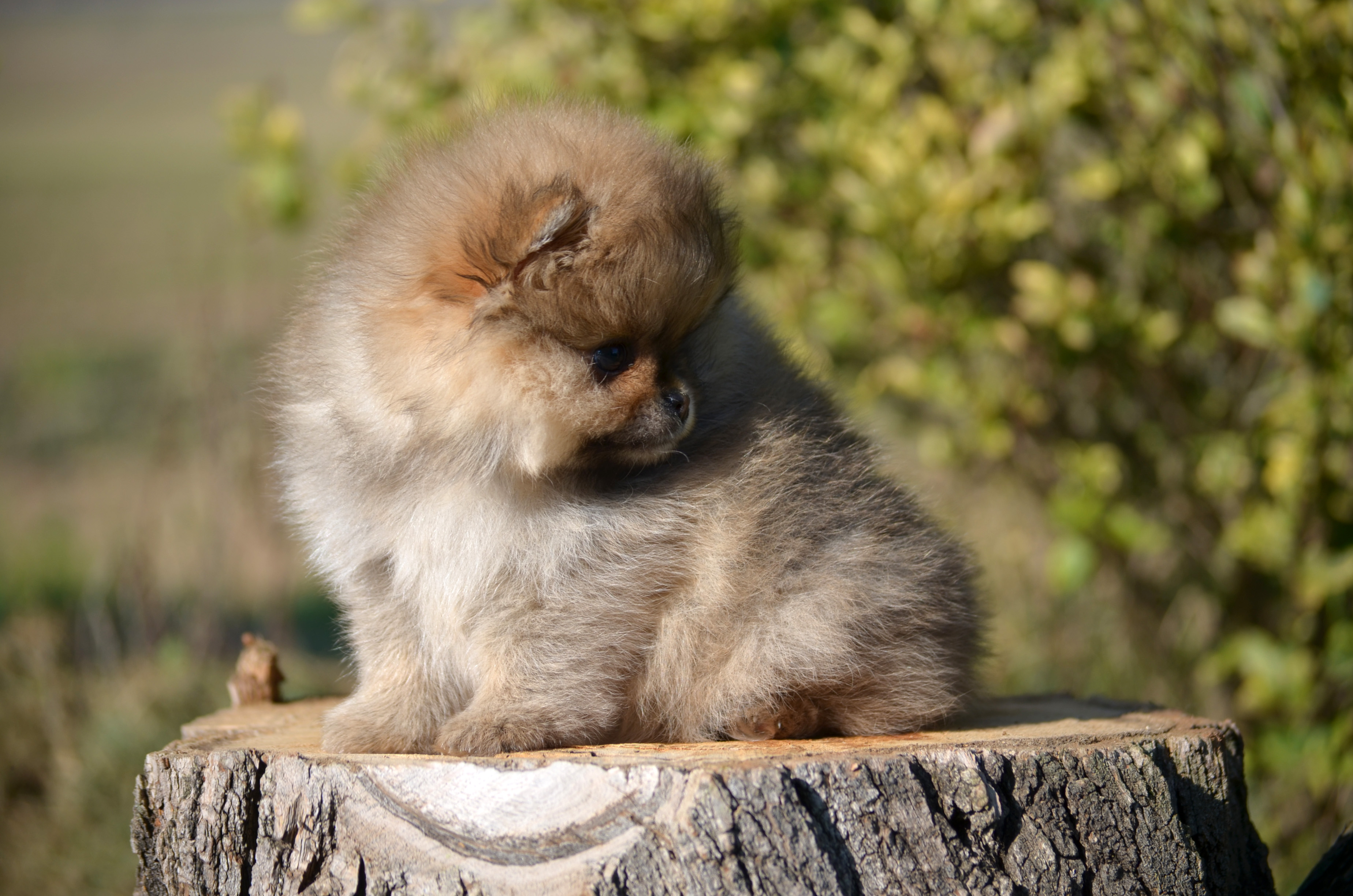 Elevage Spitz Allemand Pomeranien Luxurypom S Best Alsace France