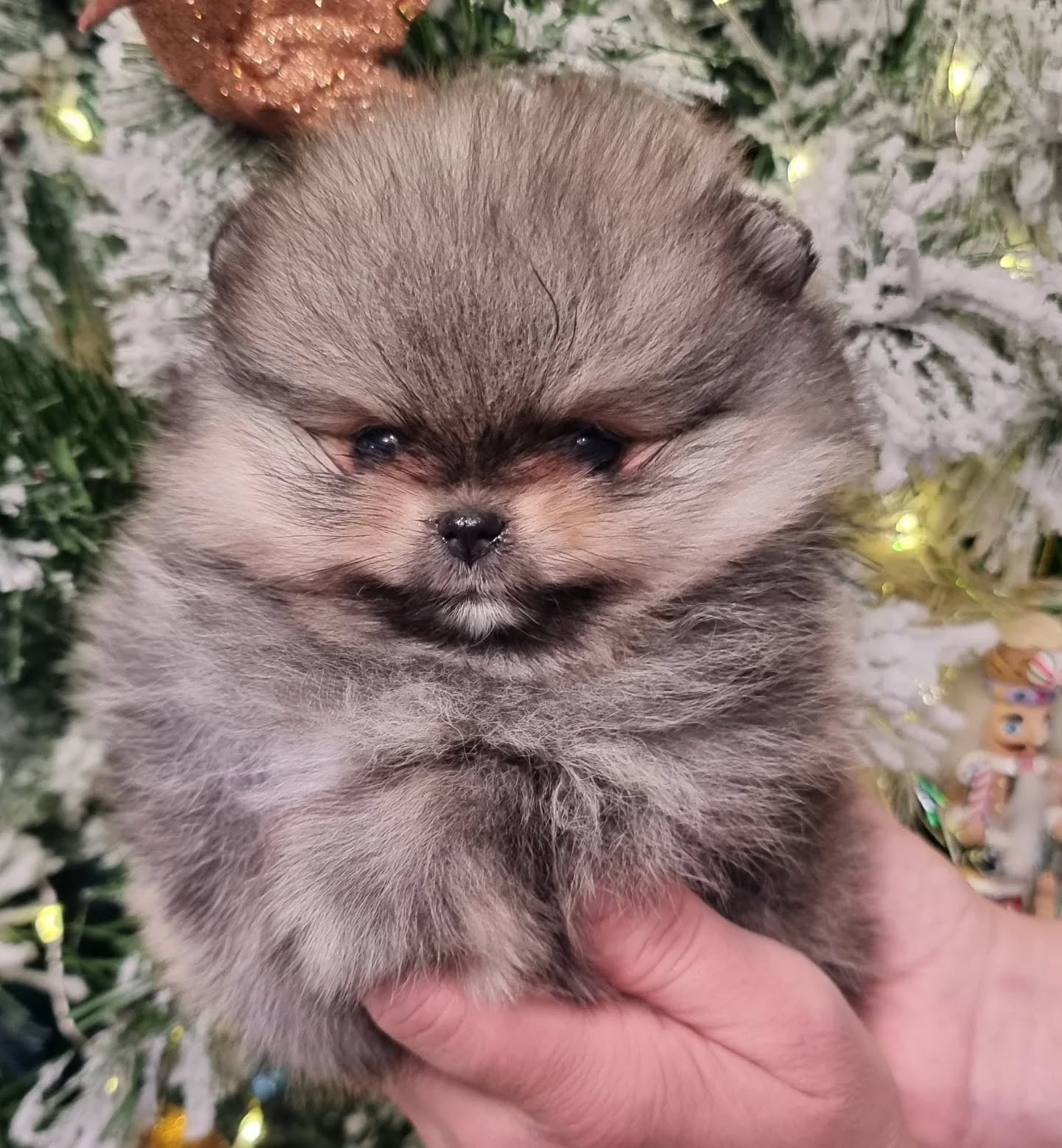 chiot disponible, male spitz nain, pomeranian