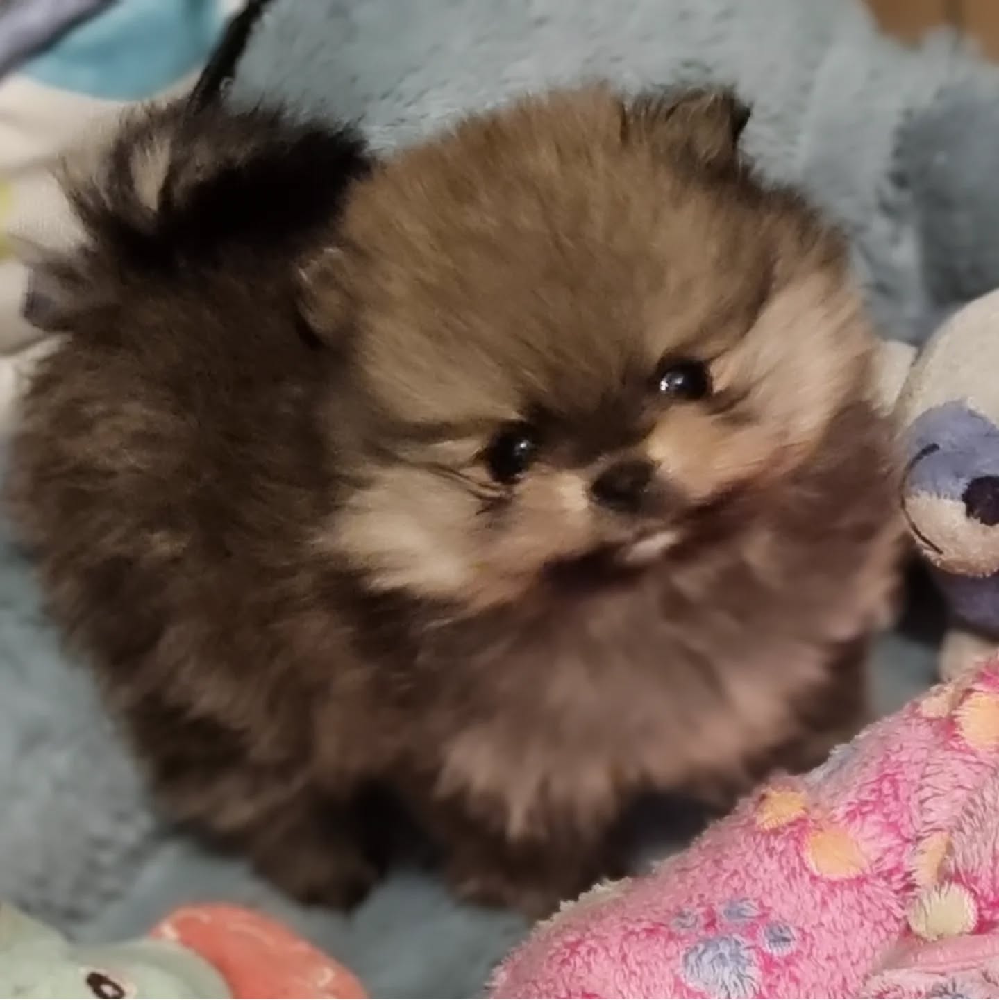 Chiot disponible à la réservation, MALE, né le 9/11/2024, couleur sable charbonné, taille naine, très petit gabarit, type POMERANIAN. 