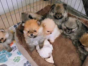 Découvrez nos chiots spitz nain poméranien.