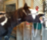 received_599367537140353.jpeg