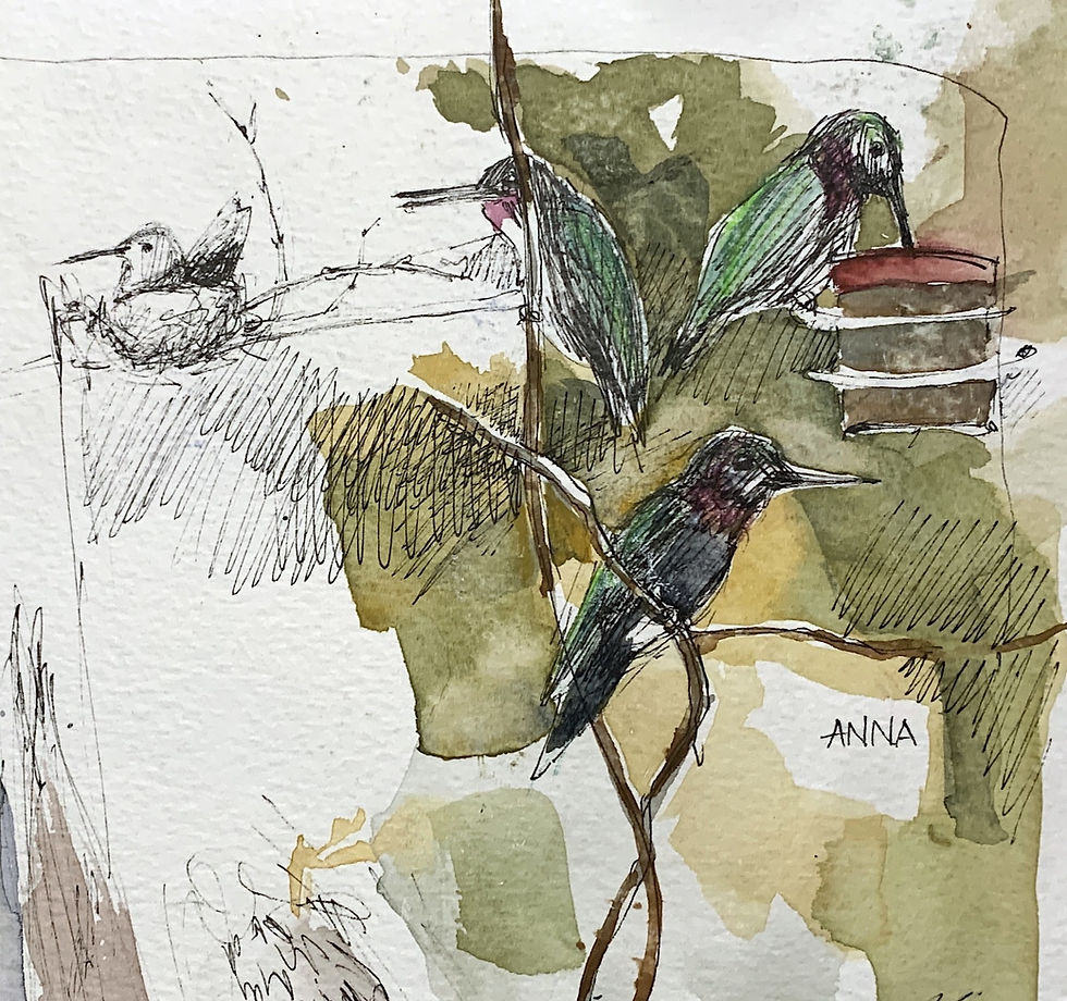 Thumbnail: Animal Sketching: Focus on Birds