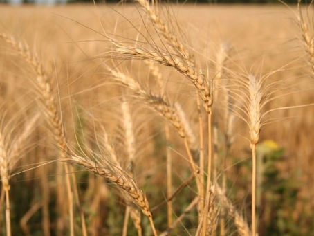 El 50% de la superficie triguera con rindes superiores a lo esperado