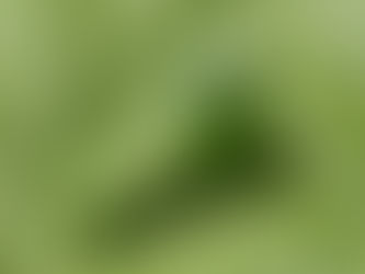 Medidora en soja: eficacia de insecticidas