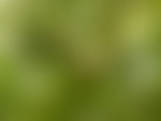 Compo Expert revoluciona los cultivos intensivos con biotecnología y nutrición de precisión