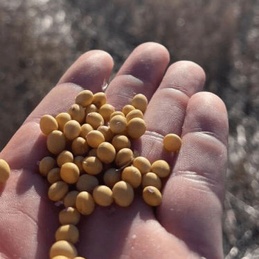 Otra “desregulación” que espera el agro: empresas y ruralistas reviven el debate por una nueva Ley de Semillas