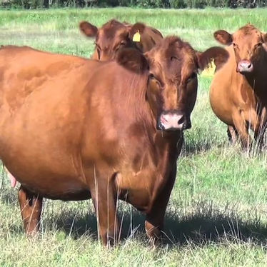 ¿Puede la carne argentina reemplazar a la brasileña en Estados Unidos?