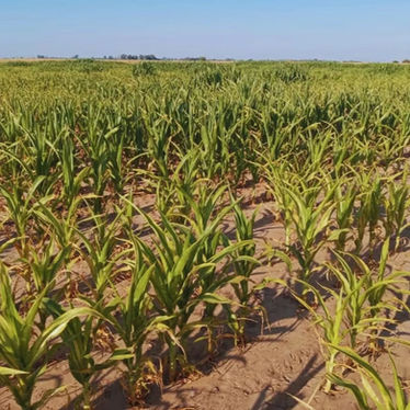 Yeso para el campo: una solución que hace crecer el maíz y duplica el trigo