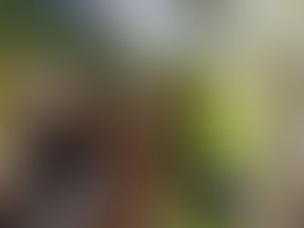 Alertan por una plaga que podría estar expandiéndose y es letal: el picudo negro de la soja