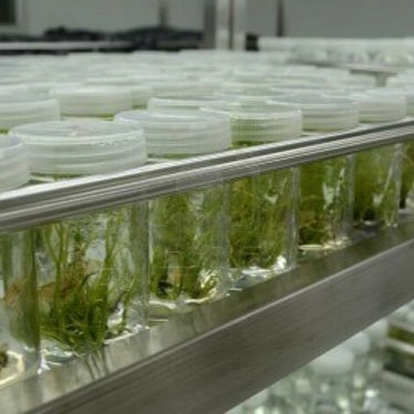 Bioinsumos: un nuevo marco regulatorio abre la oportunidad para el despegue del mercado