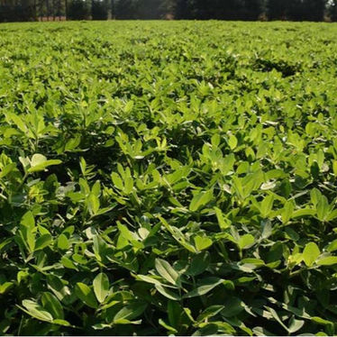 Registración obligatoria del cultivo de maní