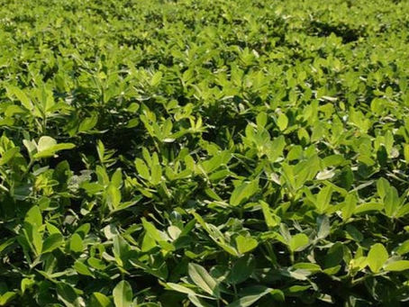 Registración obligatoria del cultivo de maní