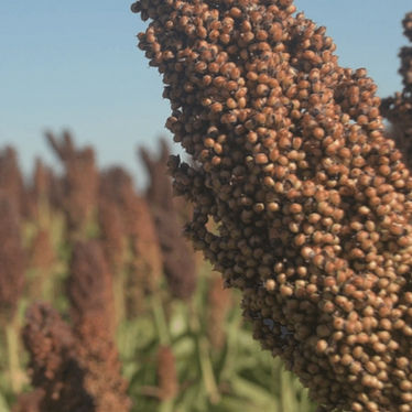 El sorgo, otro exponente de una cosecha que termina mejor de lo esperado