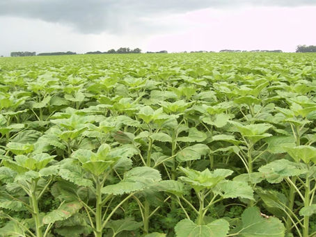 El girasol pulveriza récords y se mete en la nueva campaña