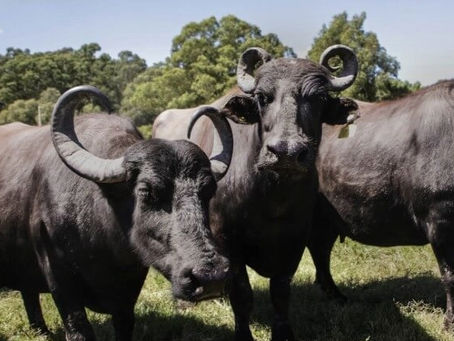 En la Cuenca del Salado, la leche de búfala alimenta un modelo productivo e industrial de calidad