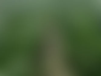 Comenzó la floración del maíz temprano y el 21% tendría casi asegurado buenos rindes