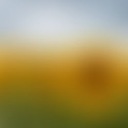 No hay buenas noticias para el girasol ante la perspectiva de un aumento considerable de la oferta global